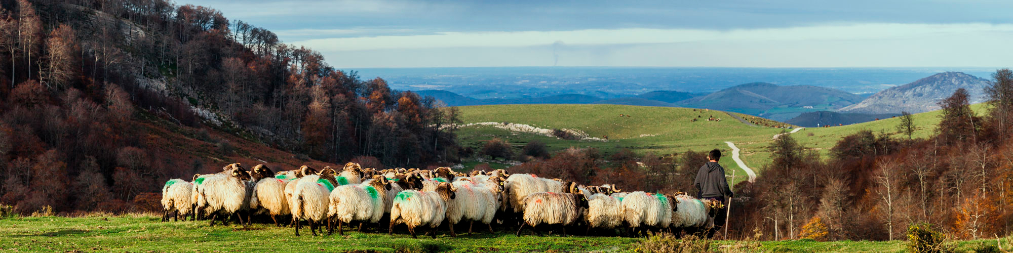 Pastor conduce un rebaño de ovejas por los pastos entre las montañas