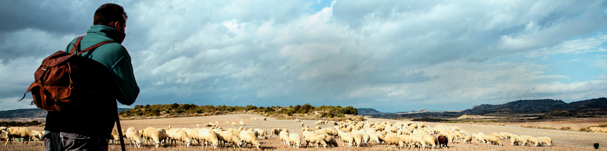 Un pastor observa el rebaño de ovejas y corderos mientras pastan en el campo