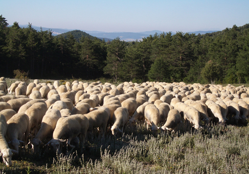 Rebaño de ovejas de raza Navarra pastandp